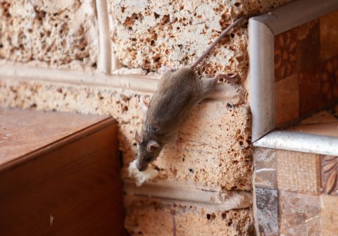 Döglött egeret kellett rágni fogfájásra