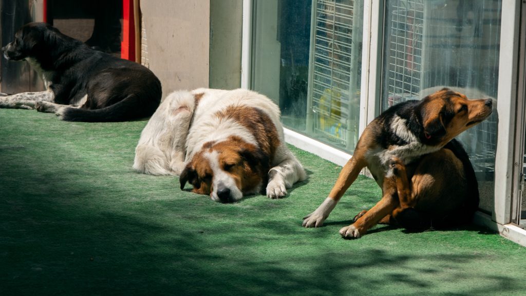 Ezzel magyarázta tettét a szomszédja kutyáját lelövő hobbi sportlövő