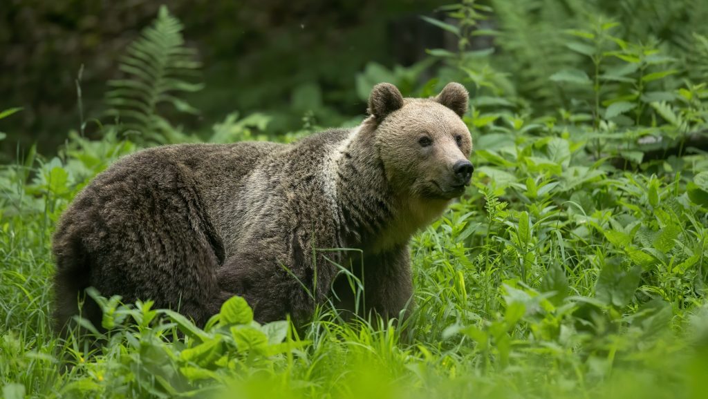 Medve támadt többekre Liptószentmiklóson, összeült a válságtanács