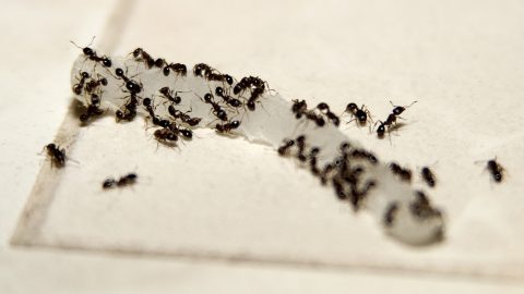 Hangyákat fognak felszolgálni hús helyett