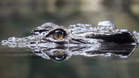 Befogták az ausztrál települést rettegésben tartó krokodilt