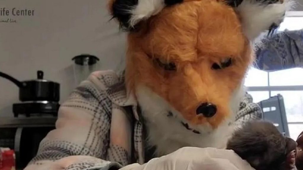 Rókának tettetik magukat az állatkórház dolgozói egy elárvult kölyök kedvéért