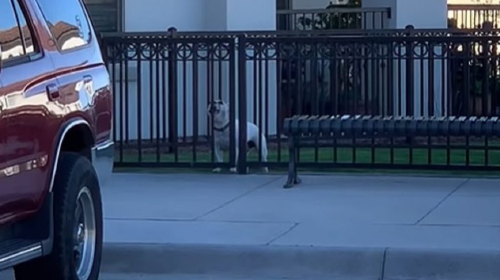 Fájdalmában ordító férfihoz hívták a rendőrséget, de csak a szomszéd kutyája ugatott