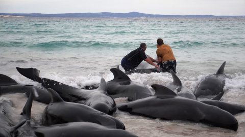 Száznál is több gömbölyűfejű delfin vetődött partra Nyugat-Ausztráliánál