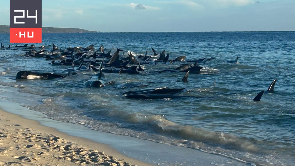 Újra a tengerben úsznak a partra vetődött delfinek