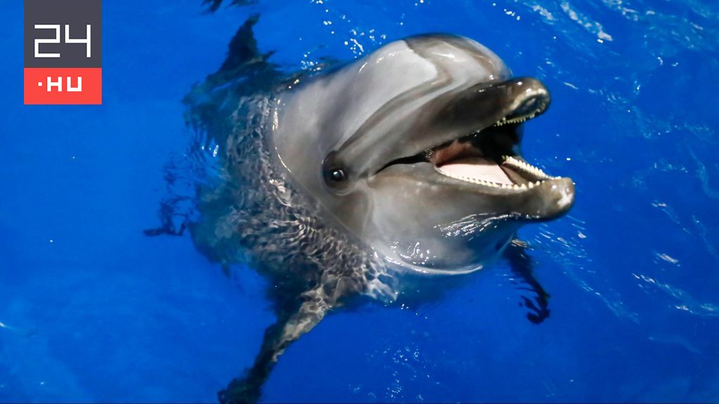Vérdíjat tűztek ki egy delfin gyilkosára