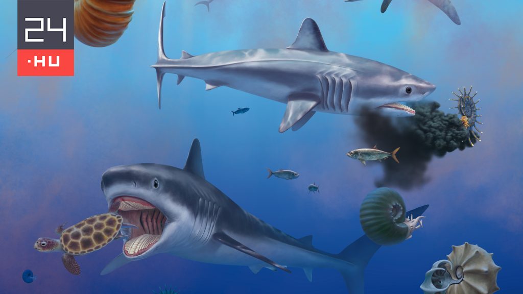 Óriási, rejtélyes cápa csontvázára bukkantak