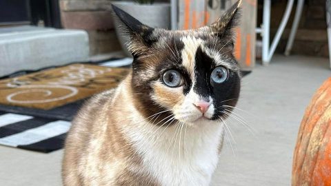 Véletlenül feladta a macskáját postán egy amerikai család