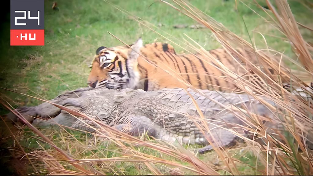 Videó: méretes krokodillal végeztek a tigrisek