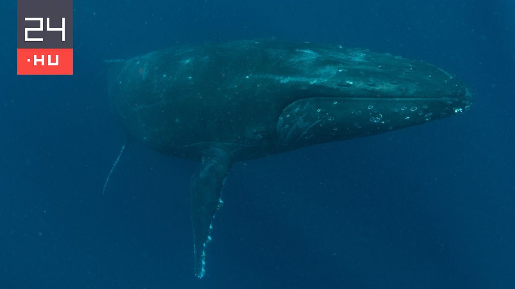 Így beszélgettek kutatók egy hosszúszárnyú bálnával
