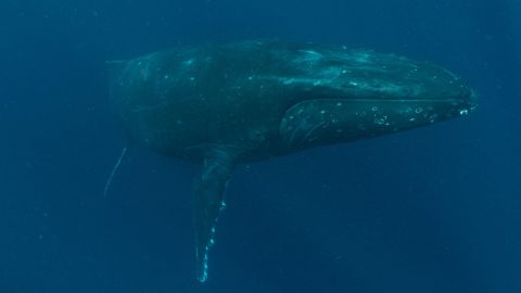 Így beszélgettek kutatók egy hosszúszárnyú bálnával