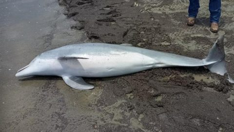 Agyonlőttek egy delfint az Egyesült Államokban