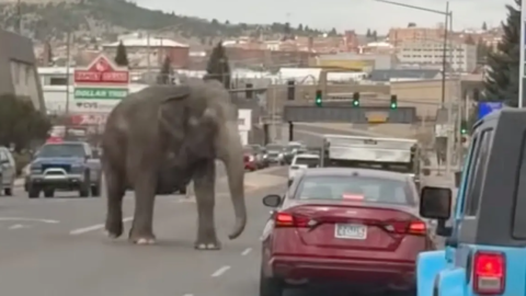 Videón, ahogy a cirkuszból megszökött elefánt barangol az autósok között Montanában