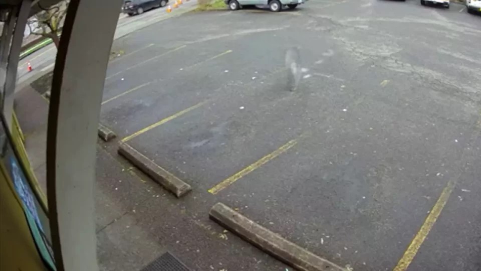 Videón, ahogy kis híján kettévág egy elszabadult körfűrészlap egy férfit Oregonban