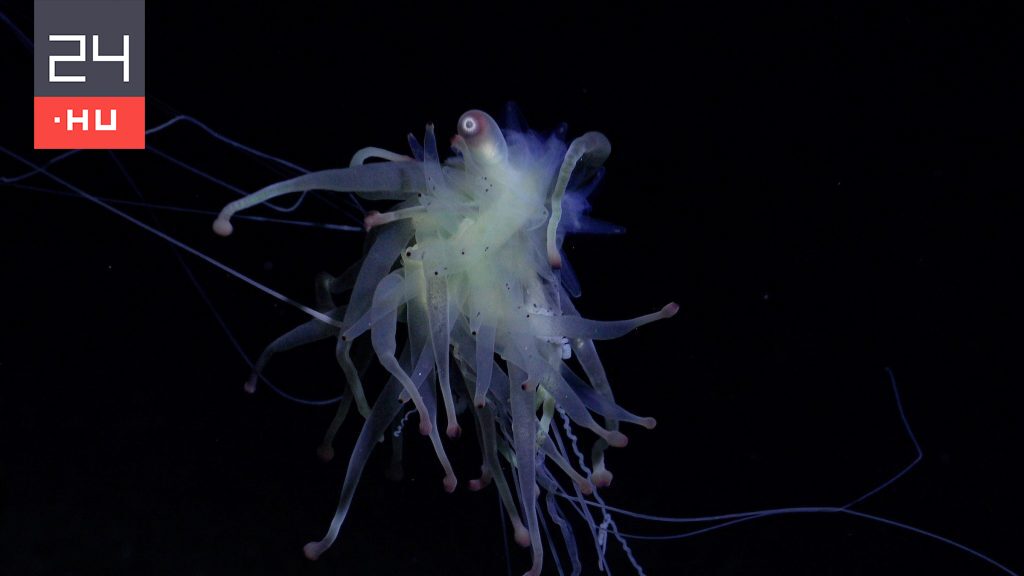 Ismeretlen lényeket találtak a mélytenger sötétjében