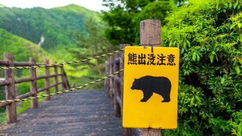 Fejrúgásokkal fékezte meg a rátámadó medvéket egy japán karatemester