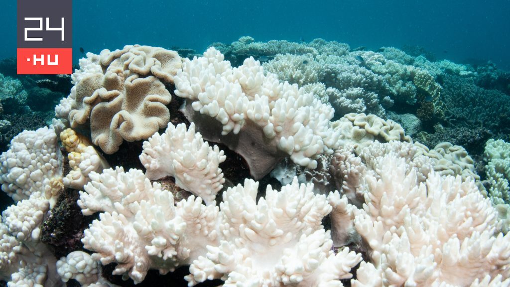Világszerte kifehéredtek a korallok
