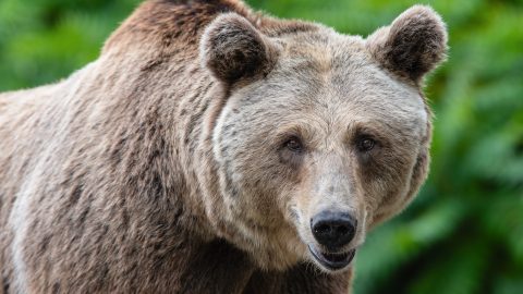 Miért van ennyi medvetámadás Szlovákiában?