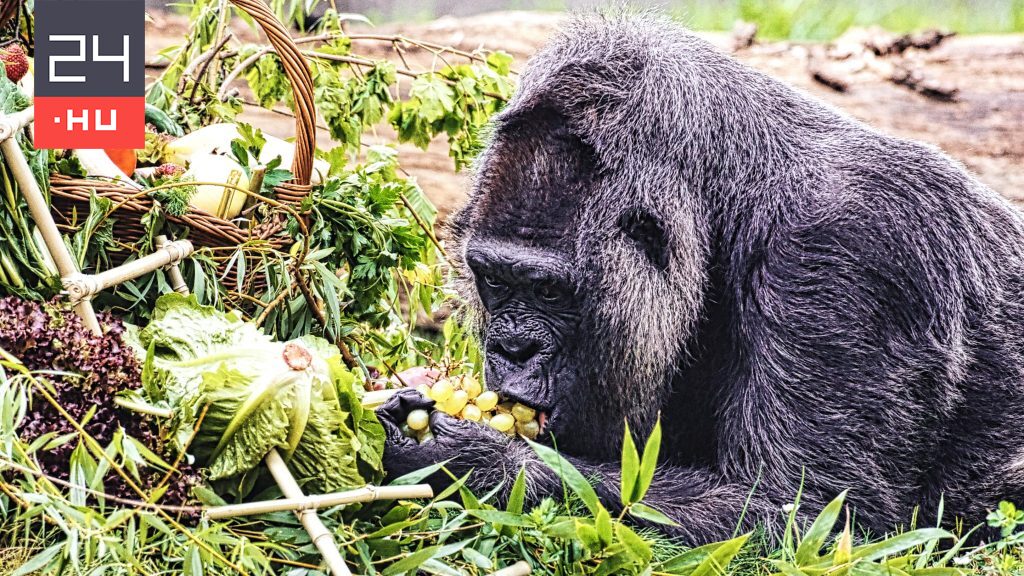 Születésnapját ünnepli a világ legidősebb gorillája