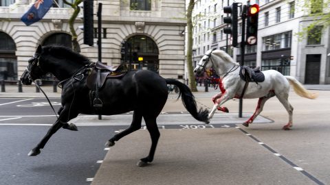 Az egyik Londonban elszabadult ló már Károly koronázásán is problémás volt: akkor fejbe rúgott egy embert