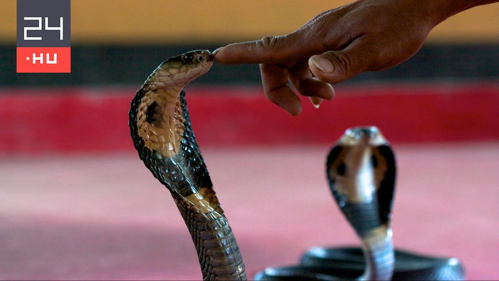 Mérges kígyóval lett öngyilkos egy bűnöző