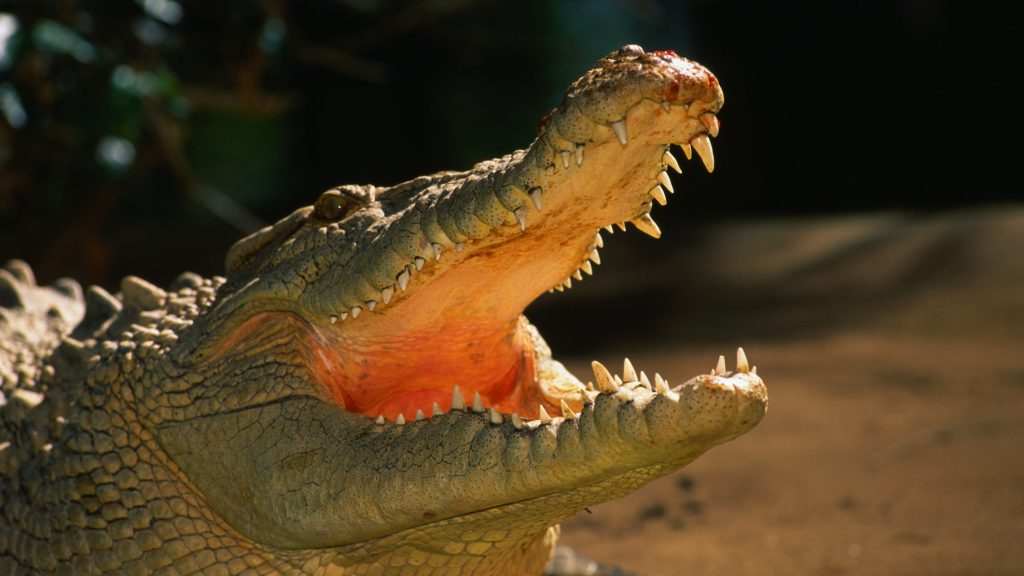 Krokodil végzett egy kamasszal Ausztráliában