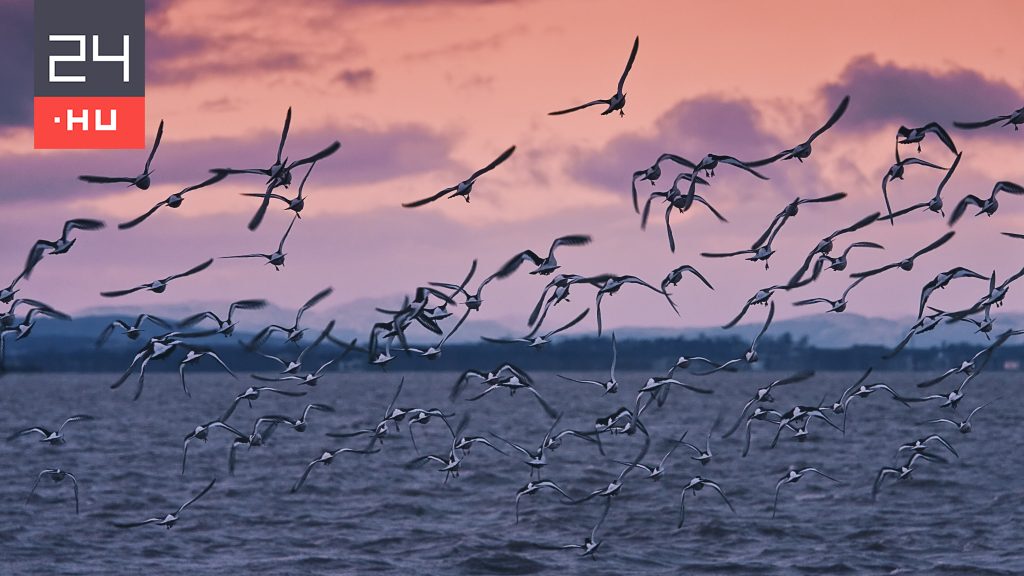Így tudnak átrepülni a madarak az óceánon