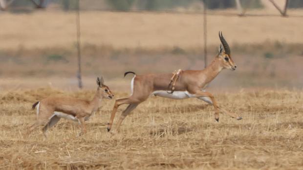Hatlábú gazellát fotóztak Izraelben