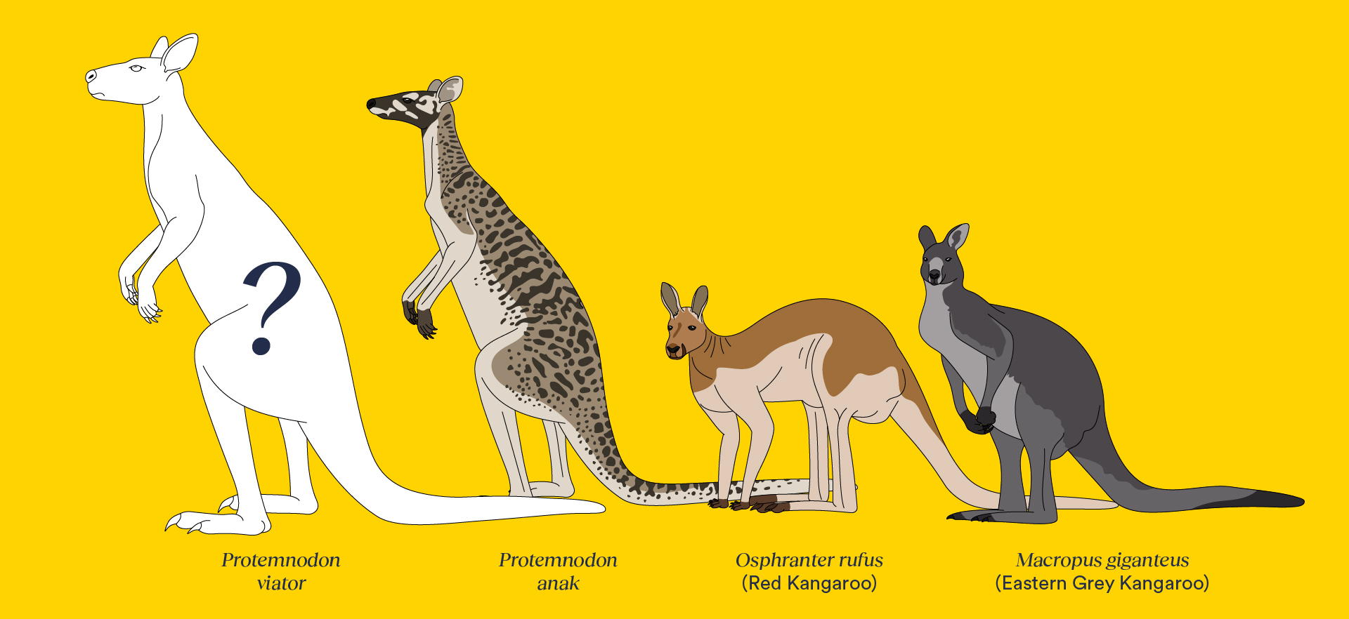 Gigantikus erszényesek járták egykor Ausztráliát
