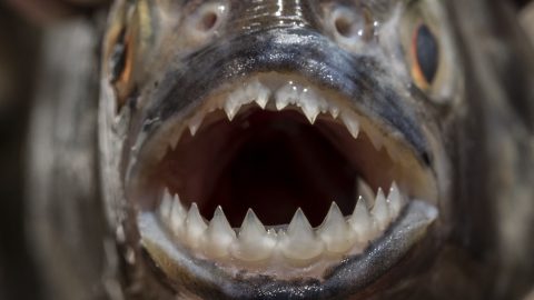 Piranhák árasztották el egy brazil város utcáit