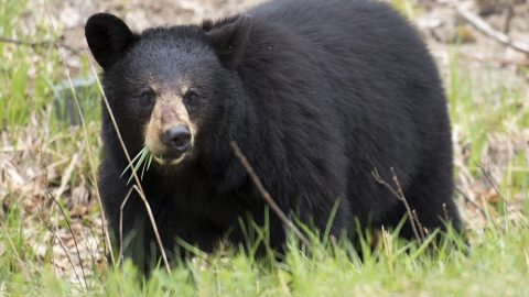 Leállt az autópálya a bóklászó medve miatt