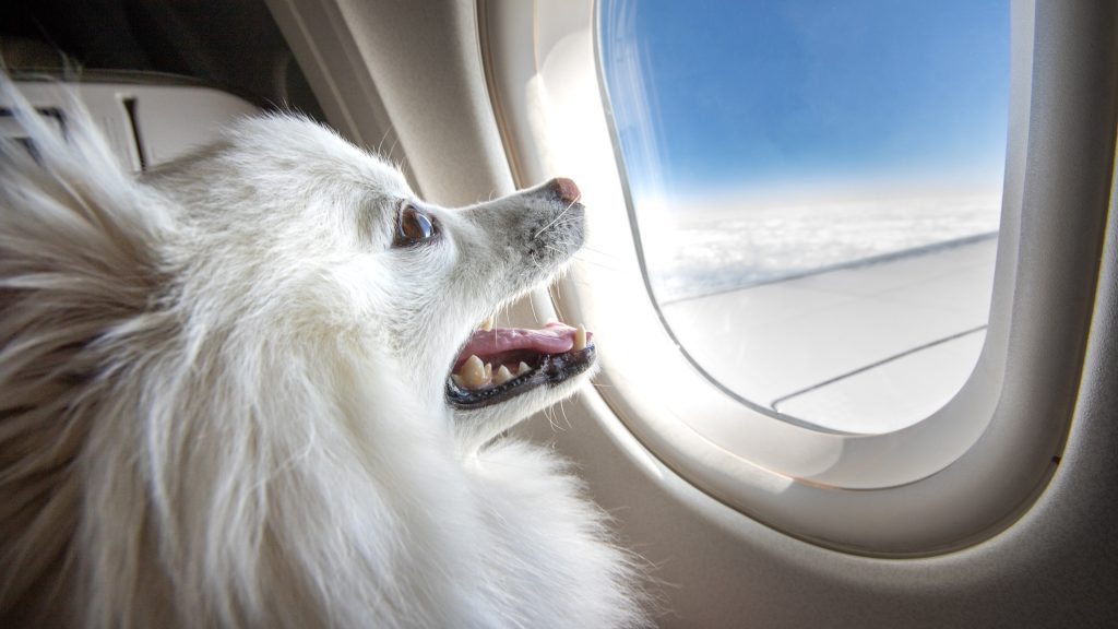 Kutyáknak szánt légitársaság indult Amerikában