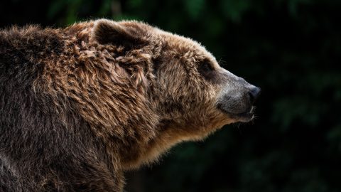 Már az amerikai híradókban mutogatják a mosolygós barnamedvét, akit egy fotós kapott lencsevégre