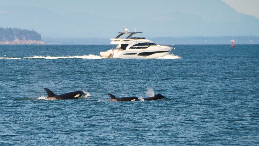 Kardszárnyú delfinek süllyesztettek el egy 15 méteres jachtot