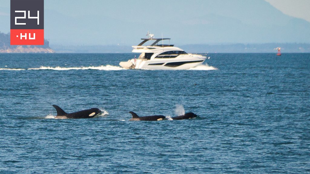 Swordfish dolphins sank a 15-meter yacht