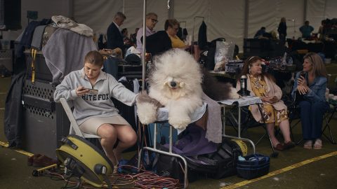 Árvíz, tengerészgyalogosok, Putyin, Messi kutya, pelikánok a hét képein