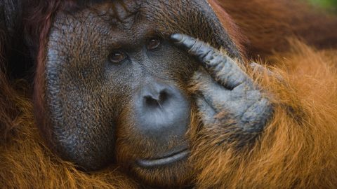 Megfigyelték, ahogy egy orangután gyógynövénnyel kezeli a sebét