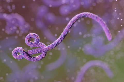 Ebolaszerű vírust hoztak létre egy kínai laborban