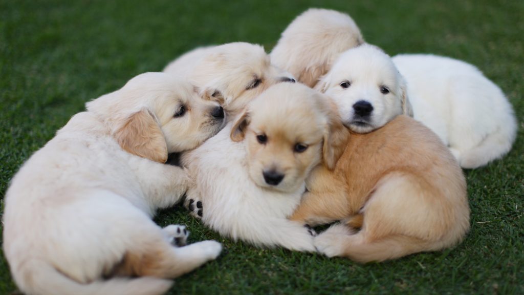 Zöld kölyke született egy golden retrievernek