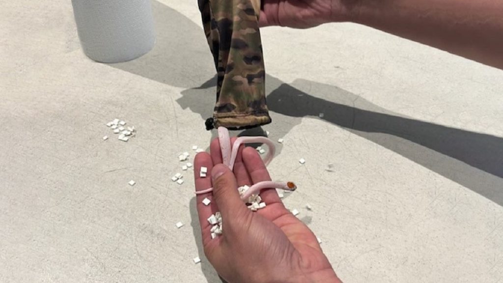 Kígyókat találtak a reptéren a férfi nadrágjában