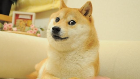 Meghalt Kabosu, a Doge-mémet inspiráló kutya