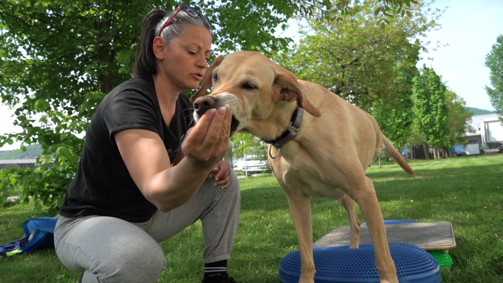 „Anya nem dolgozik, csak kutyákkal játszik meg simogatja őket” – elkísértünk egy kutyagyógytornászt