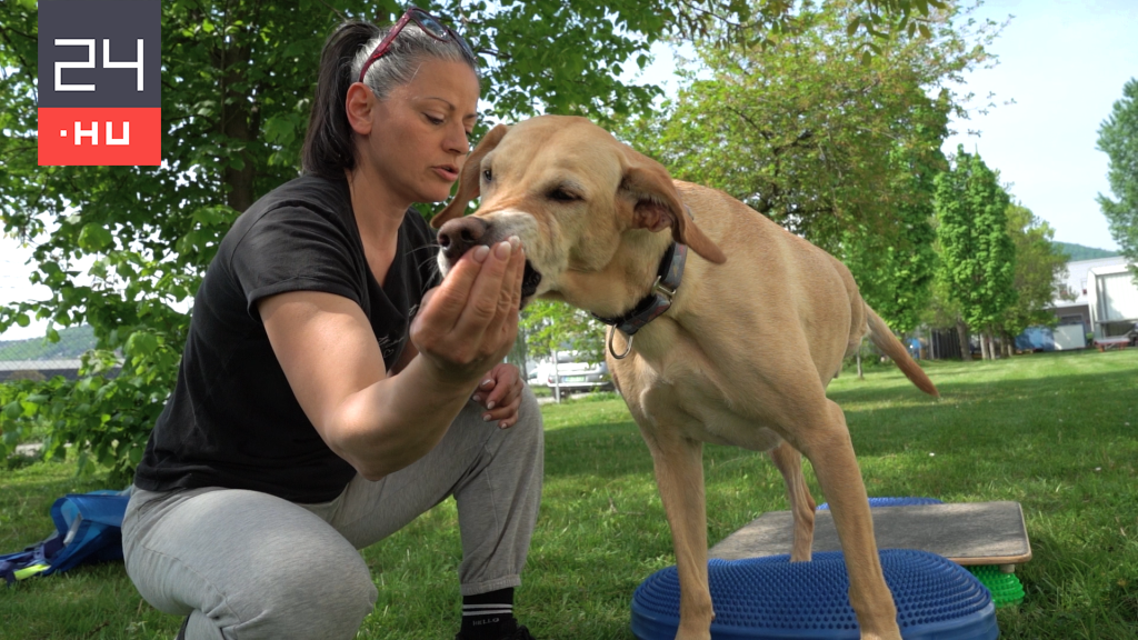 „Anya nem dolgozik, csak kutyákkal játszik meg simogatja őket” – elkísértünk egy kutyagyógytornászt