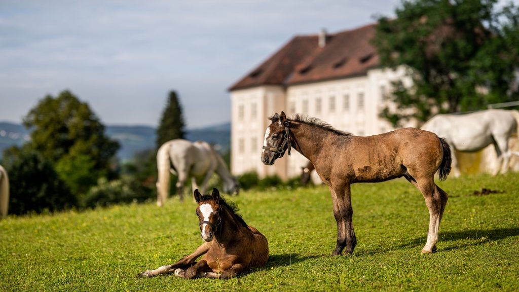 Nyári pezsgés Grazban: te se maradj ki!