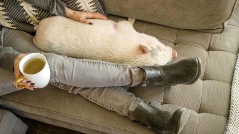 Véletlenül háziállatként tartott malacokat vágtak le a házhoz rendelhető hentesek