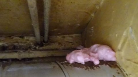 Rágcsálók és rovarok miatt bezárattak egy debreceni éttermet