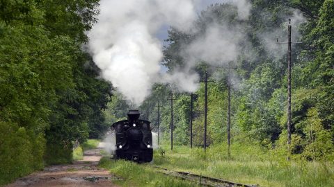 Lezárják a gemenci erdőt a látogatók elől