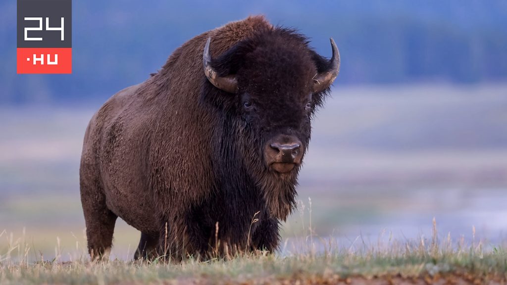 83 éves nőt öklelt fel egy bölény a Yellowstone Nemzeti Parkban | 24.hu
