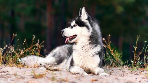 Halálra marcangolta a hathetes babát a család imádott huskyja
