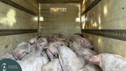 Életükért küzdöttek a furgonba zsúfolt malacok, amik nem fulladtak meg, azokat le kellett ölni – videó